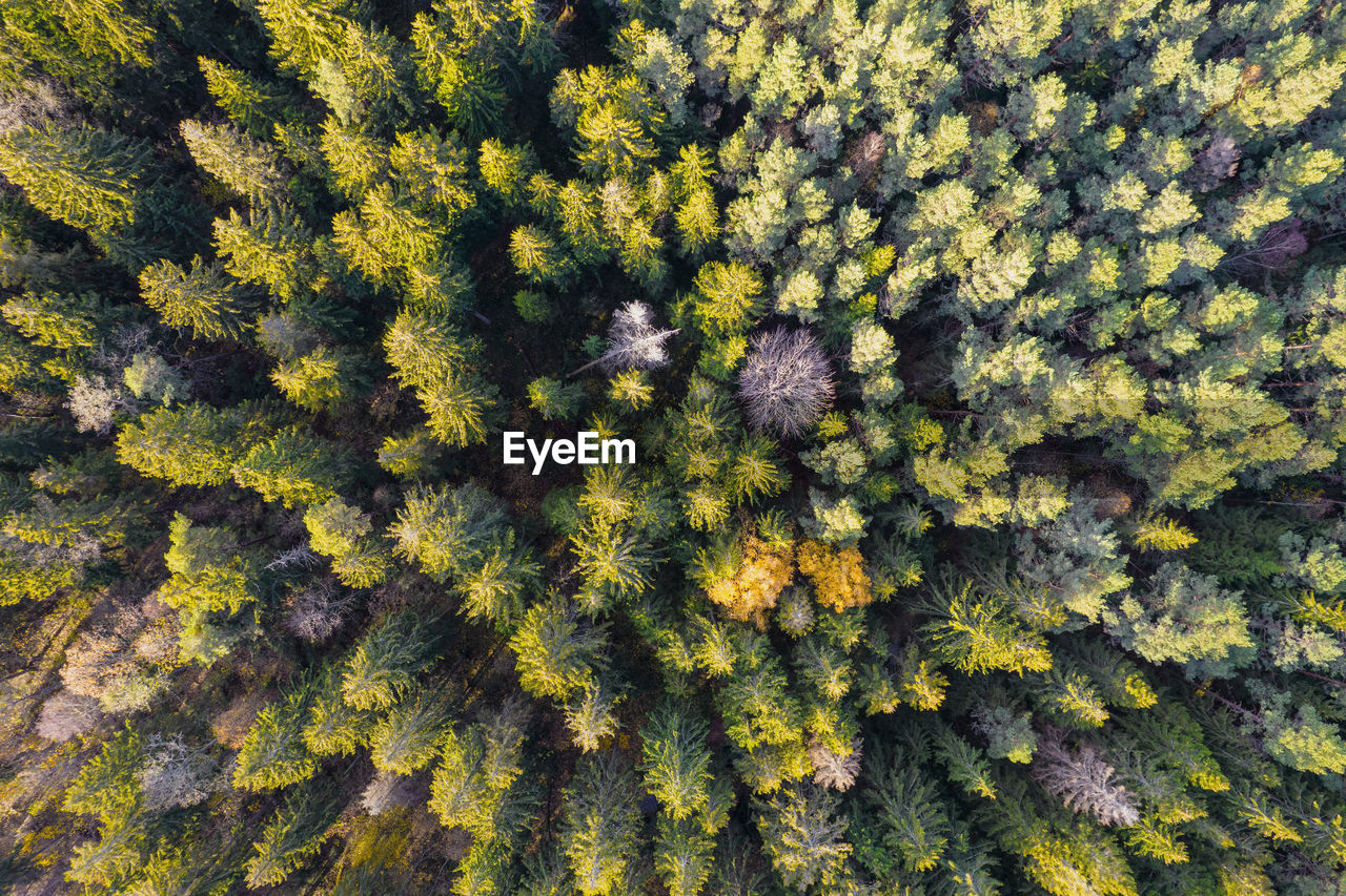 Directly above aerial drone full frame shot of green emerald pine forests and yellow foliage groves