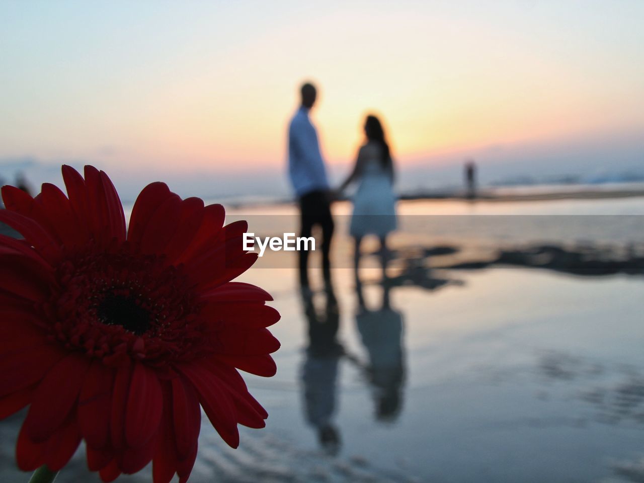 Close-up of flower against sky at sunset