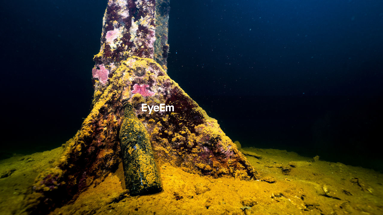 VIEW OF LIZARD ON ROCK AT SEA