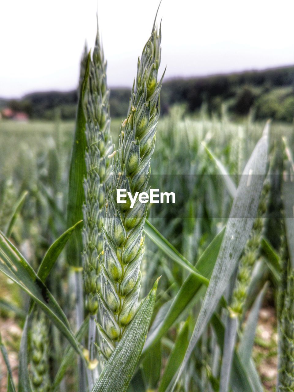 CLOSE-UP OF CORN FIELD