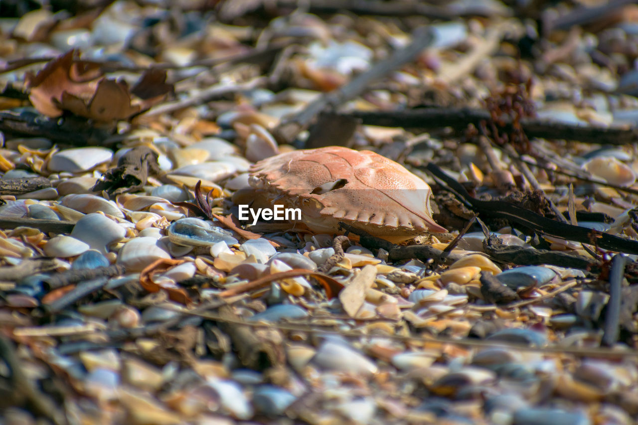 SURFACE LEVEL OF SHELLS ON GROUND