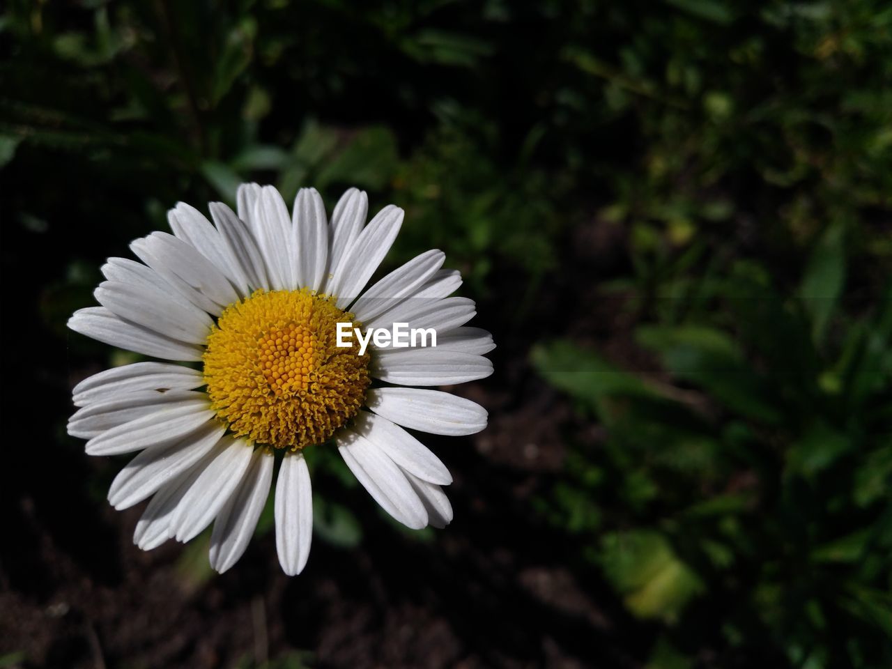 CLOSE-UP OF DAISY FLOWER