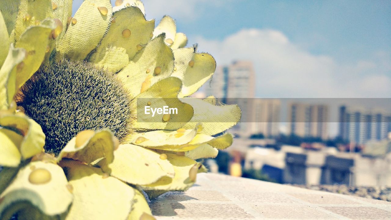 CLOSE-UP OF YELLOW FLOWER AGAINST SKY