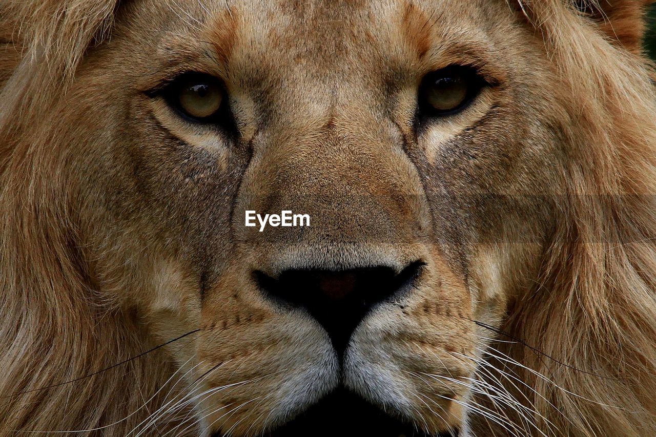 Close-up portrait of a lion 