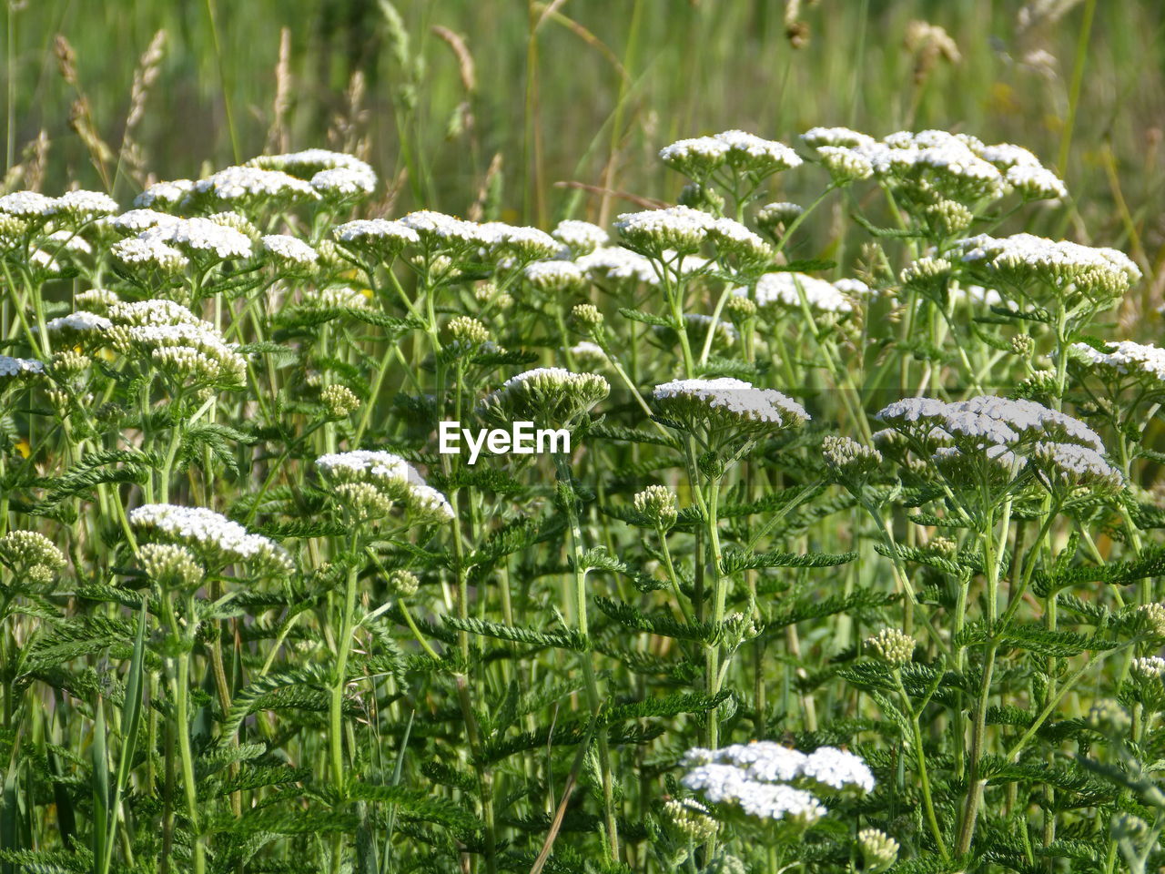 Close-up of frozen plants on field