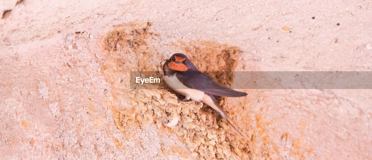 A swallow next to her nest inside a tunnel.