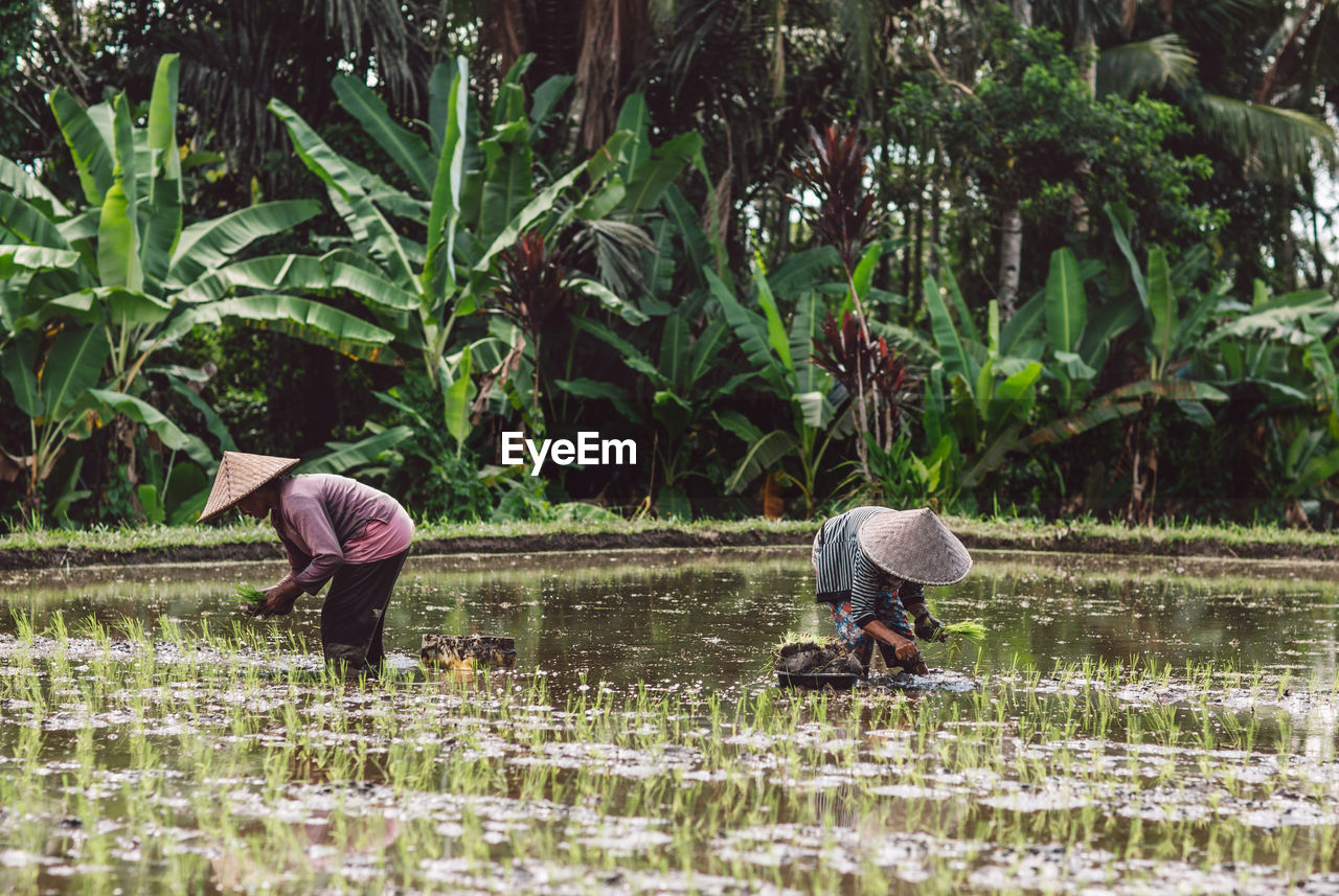 Full length of women working on rice field 