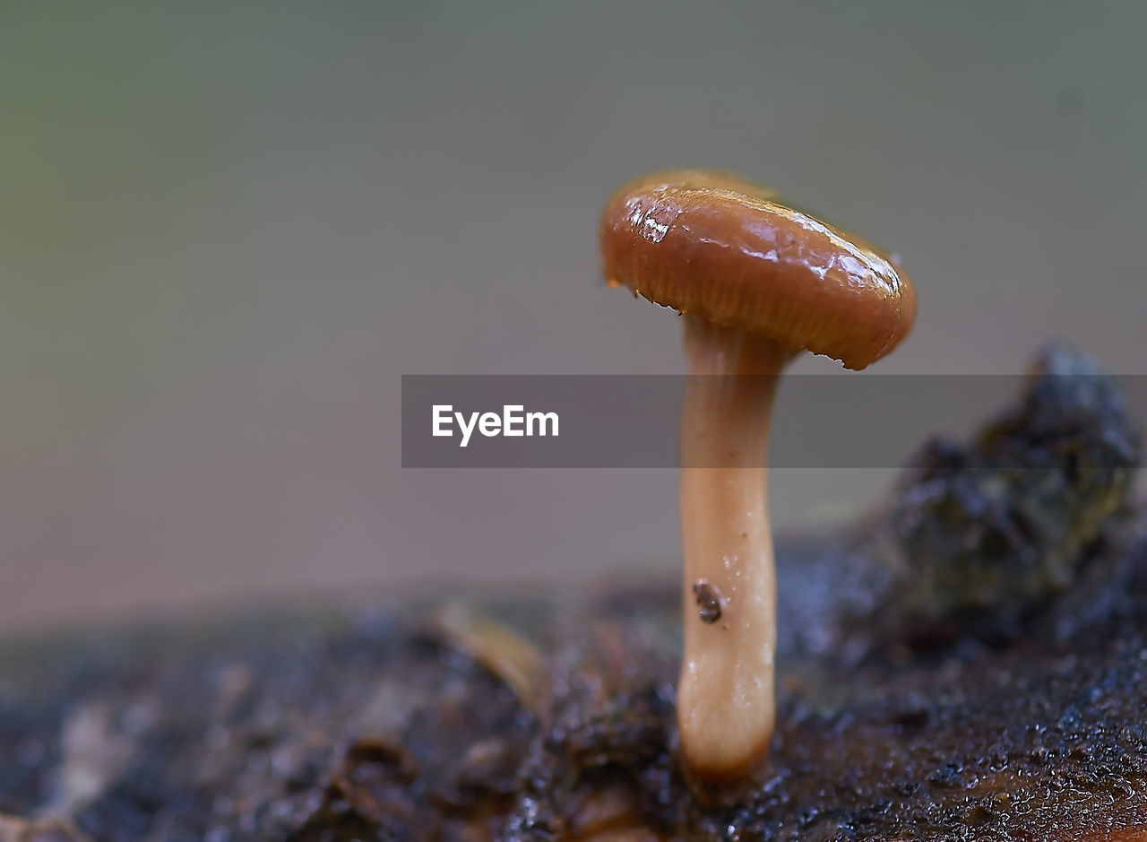 CLOSE-UP OF FLY ON MUSHROOM