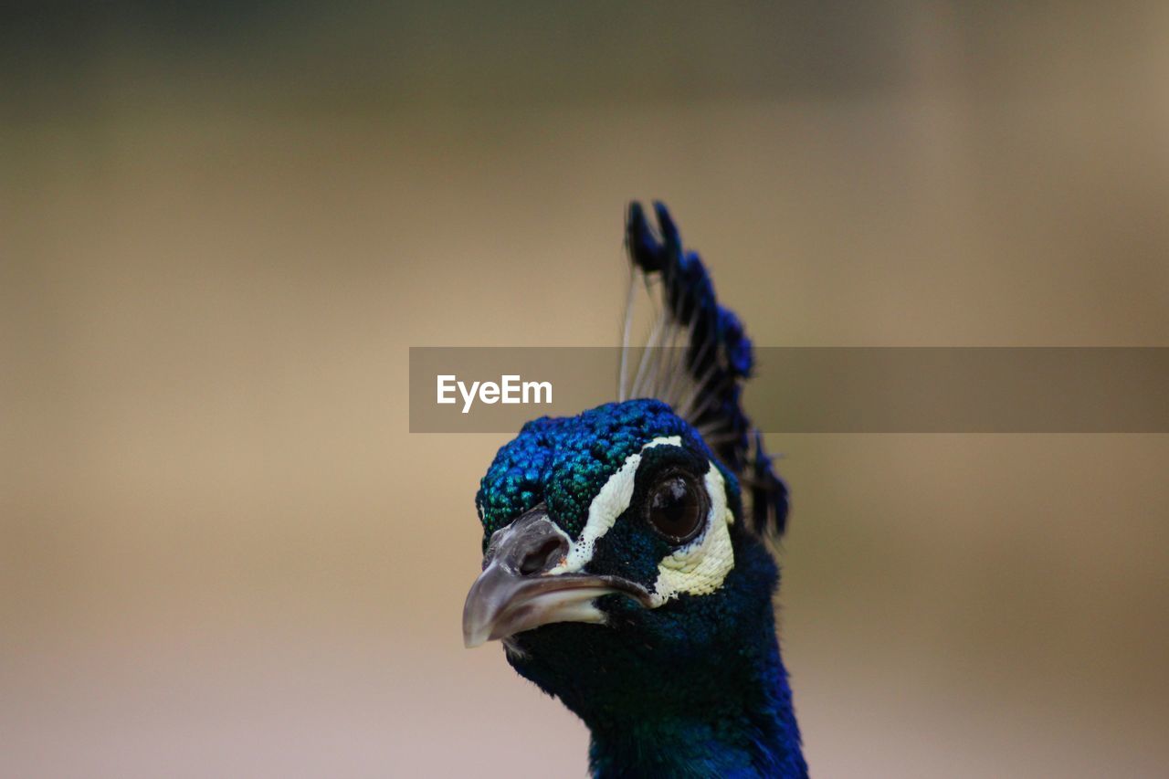 Close-up portrait of a peacock 