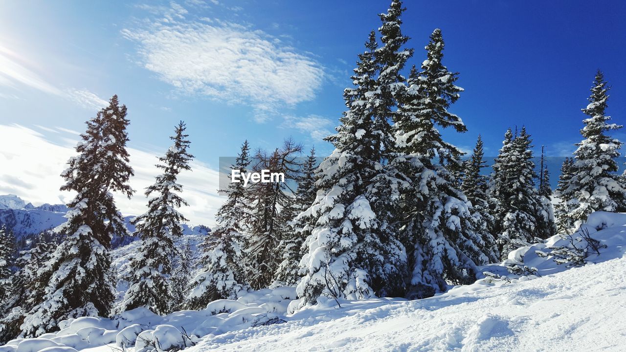Low angle view of frozen trees against sky on sunny day
