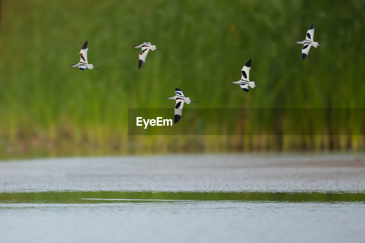 SEAGULLS FLYING IN THE BACKGROUND