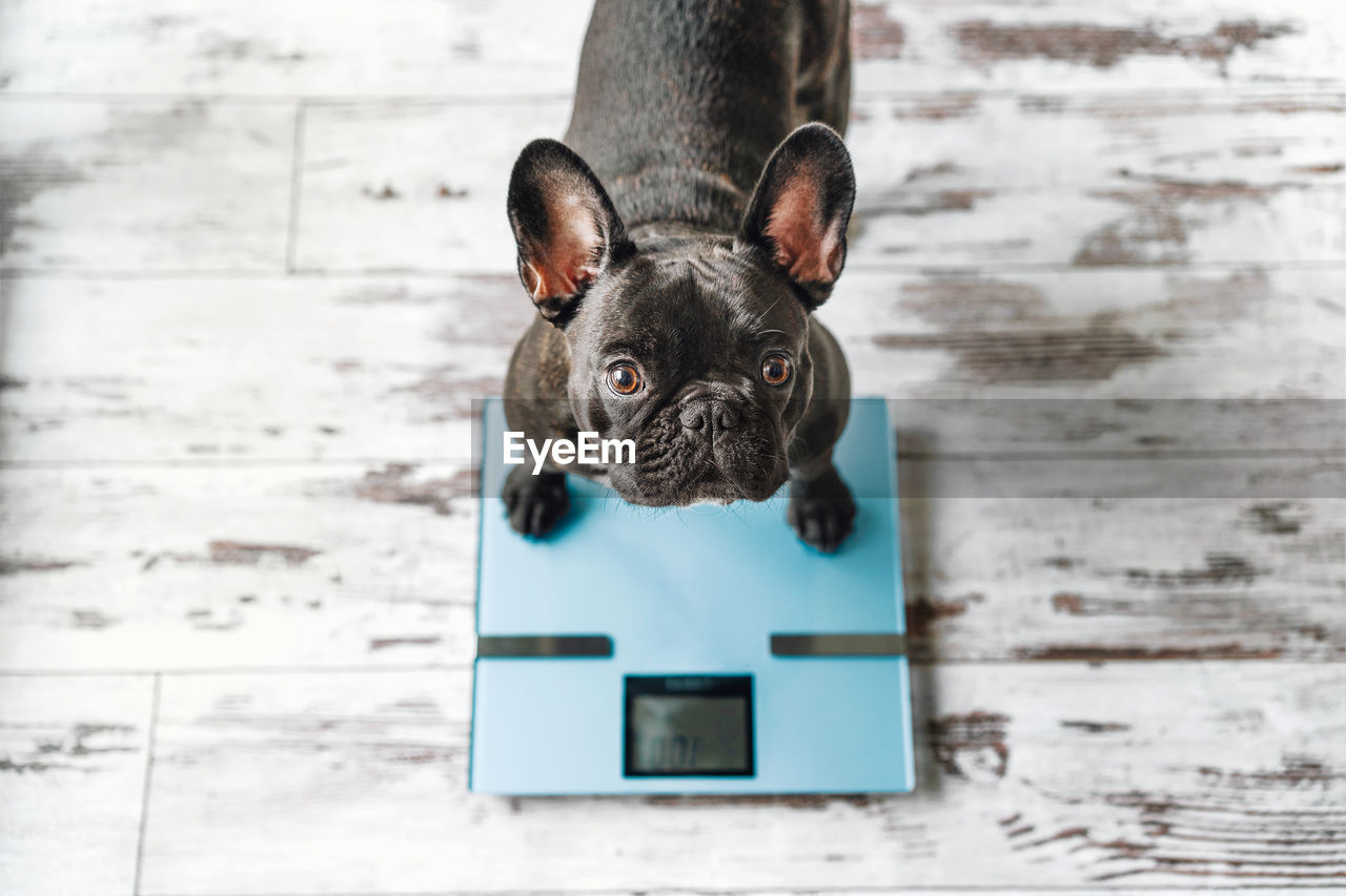 Portrait of french bulldog dog on weight scale at home