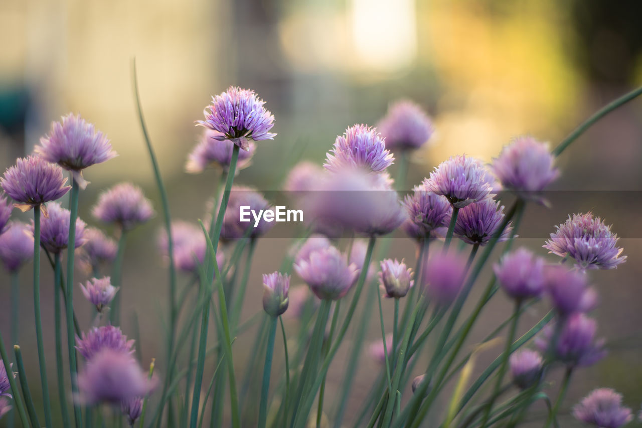 CLOSE-UP OF PURPLE FLOWERING PLANTS