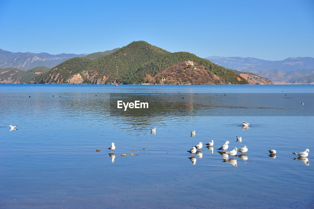 FLOCK OF DUCKS IN LAKE