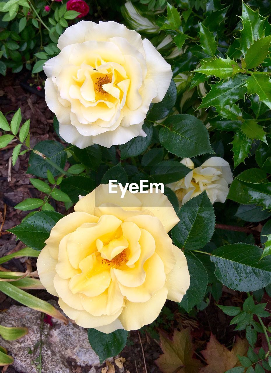 CLOSE-UP OF ROSE BLOOMING OUTDOORS