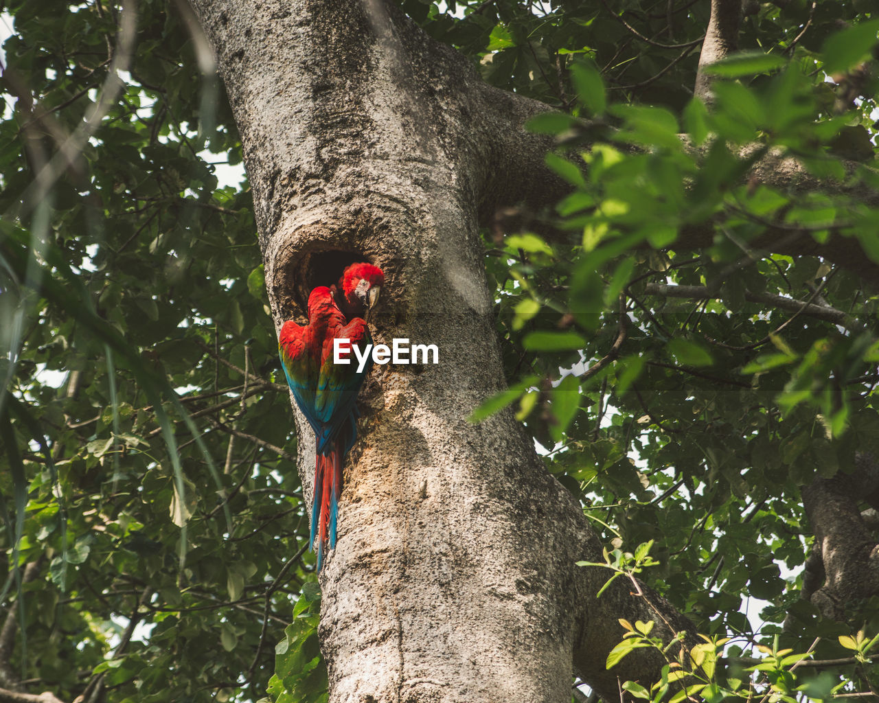 Low angle view of parrot perching on tree