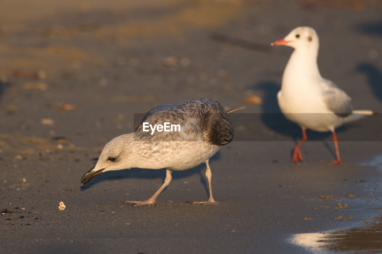 Close-up of birds perching on shore