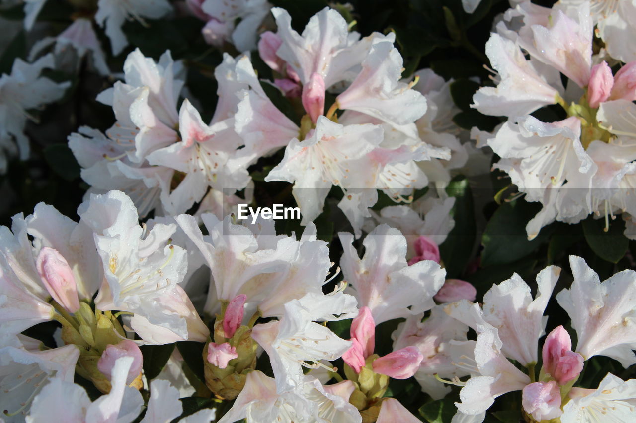 CLOSE-UP OF WHITE FLOWERS