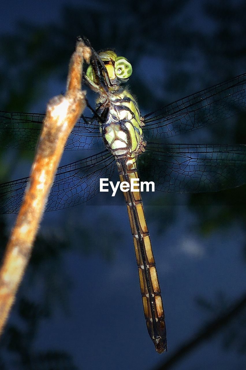 CLOSE UP OF DRAGONFLY