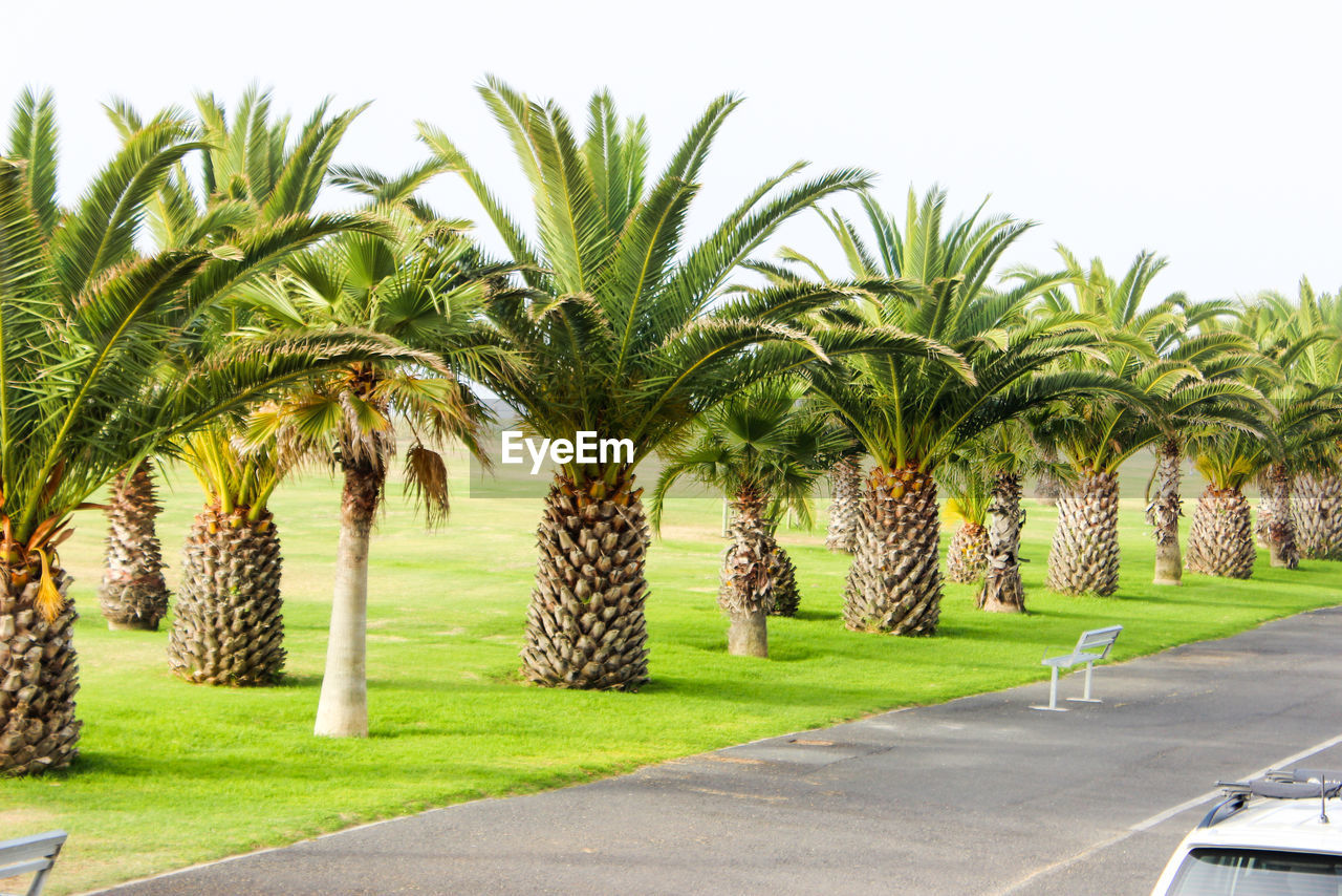 Palm trees on field against clear sky