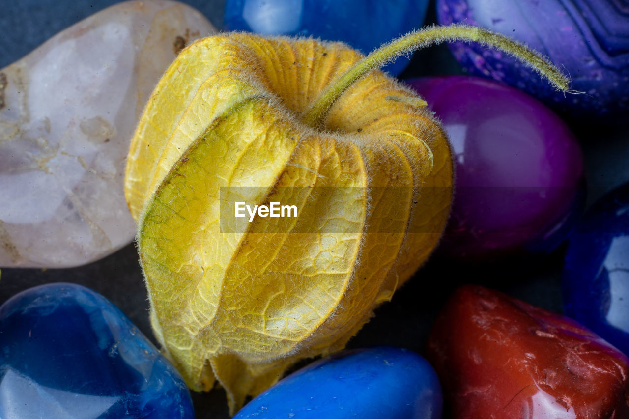 Macrophotography of a physalis fruit on top of colored stones