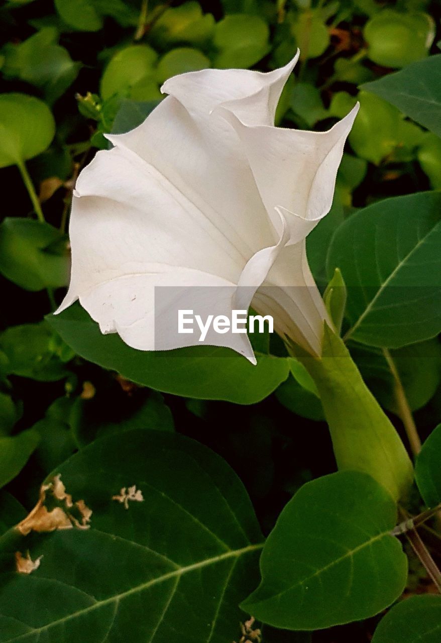 CLOSE-UP OF WHITE FLOWER BLOOMING IN PARK