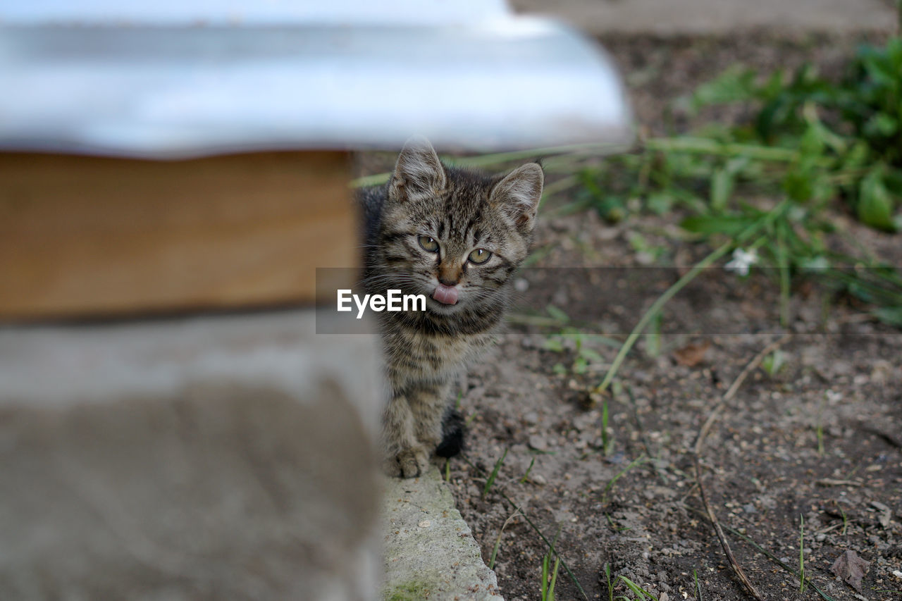PORTRAIT OF TABBY CAT ON FLOOR