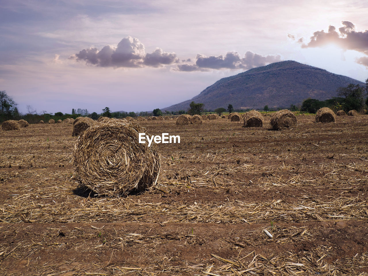 HAY BALES IN FIELD AGAINST SKY