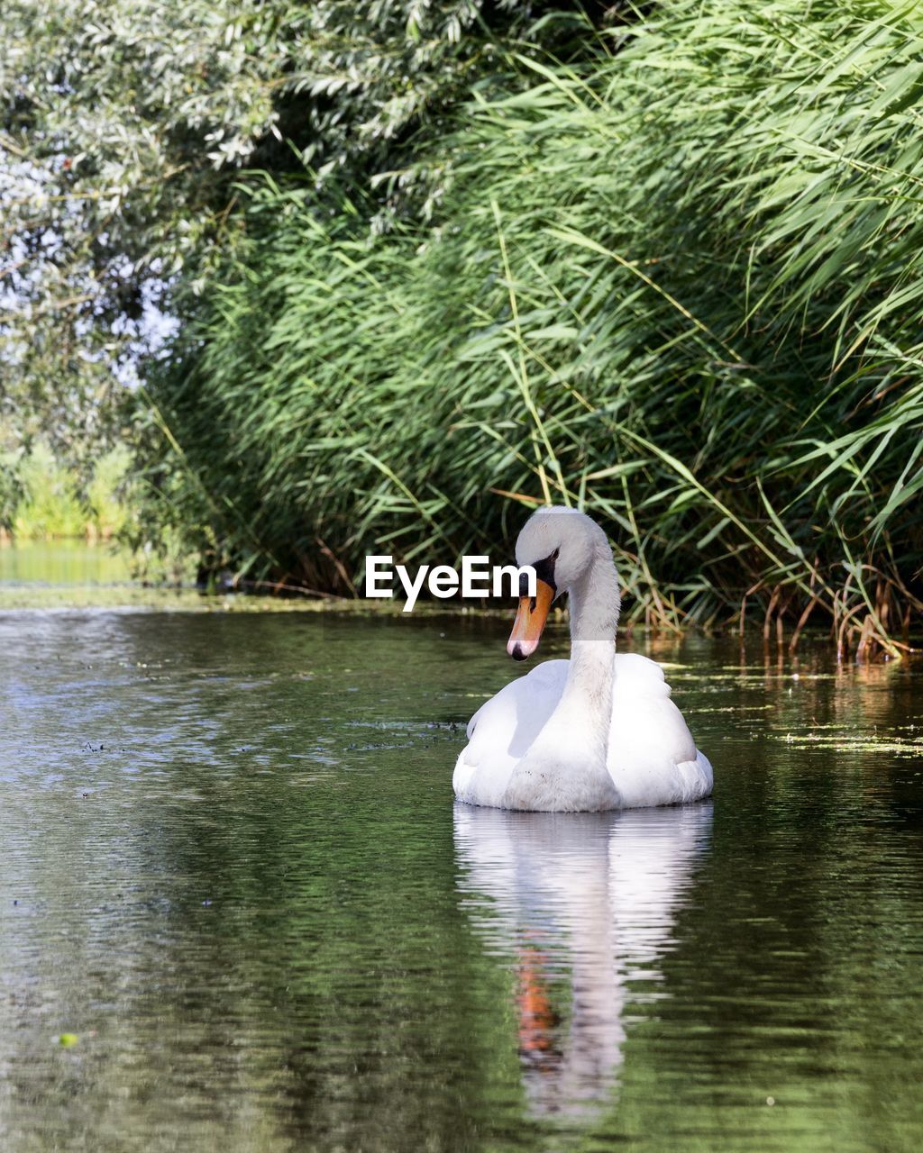 SWANS SWIMMING IN LAKE