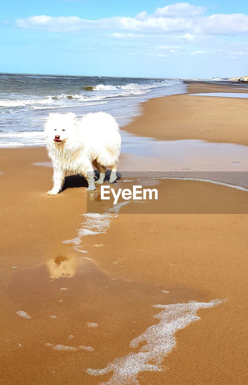 WHITE DOG ON BEACH