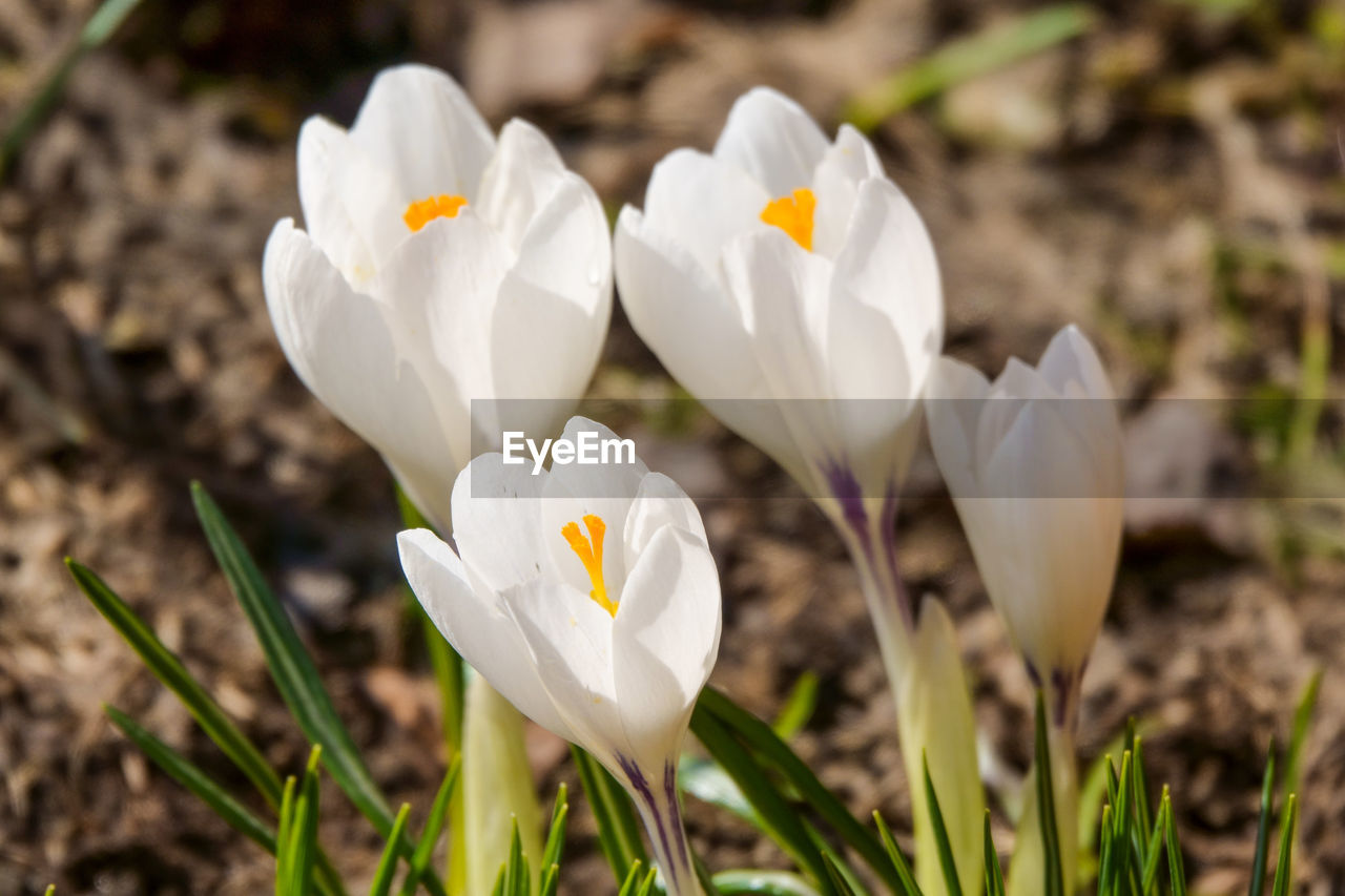 Close-up of white crocus flowers