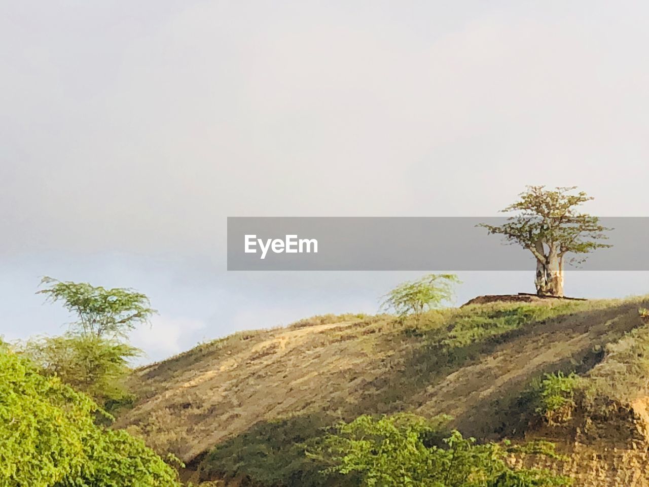 TREES ON MOUNTAIN AGAINST SKY