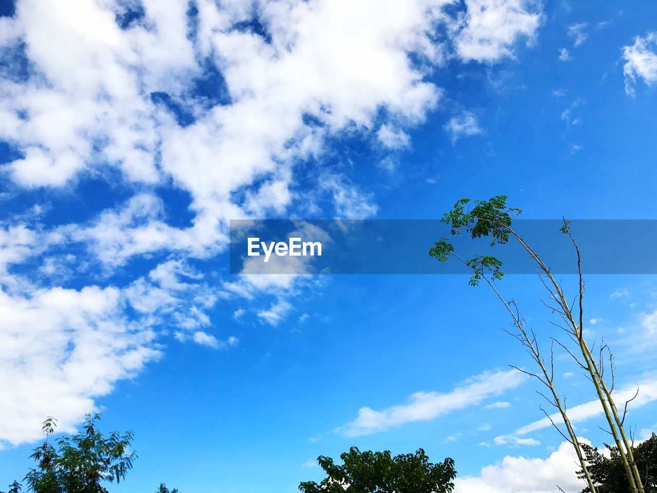 LOW ANGLE VIEW OF TREES AGAINST SKY