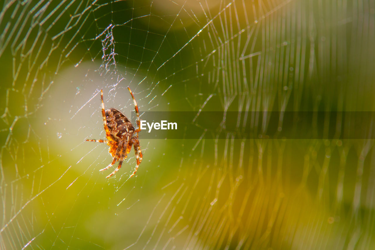 CLOSE-UP OF SPIDER WEB ON A LEAF