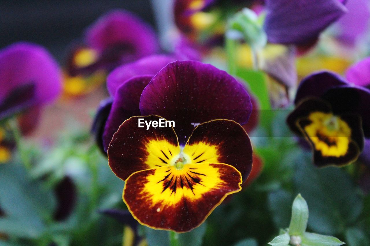 Close-up of purple flowering plant