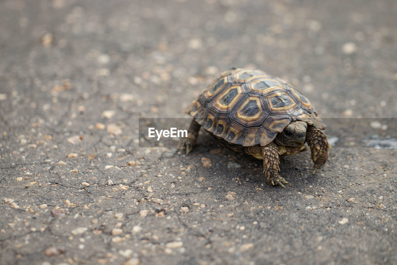 animal themes, animal, turtle, animal wildlife, one animal, tortoise, reptile, wildlife, close-up, shell, animal shell, nature, no people, sea turtle, tortoise shell, outdoors, macro photography, land, day