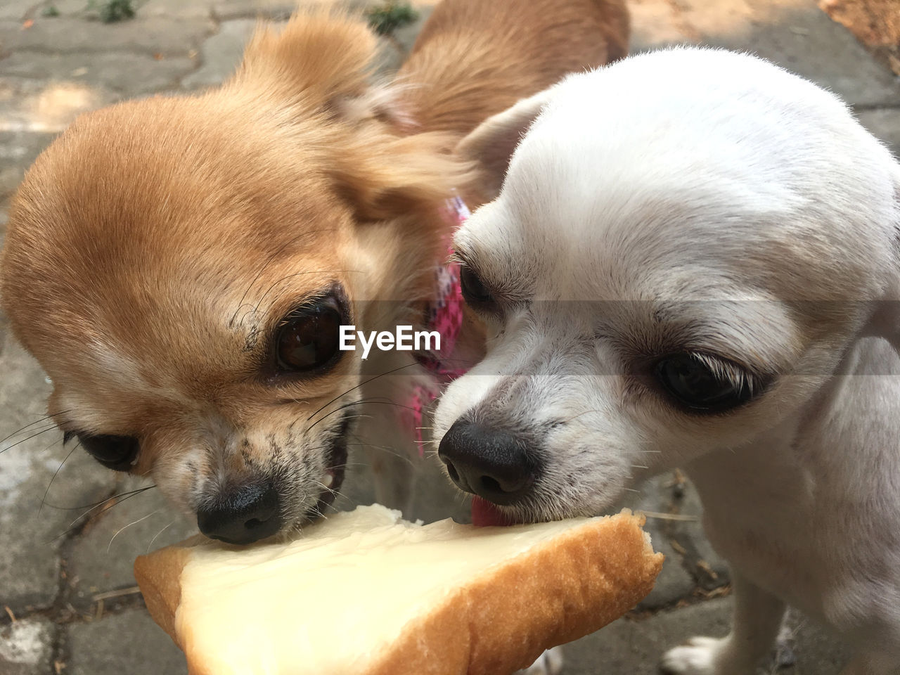 CLOSE-UP OF A DOG EATING