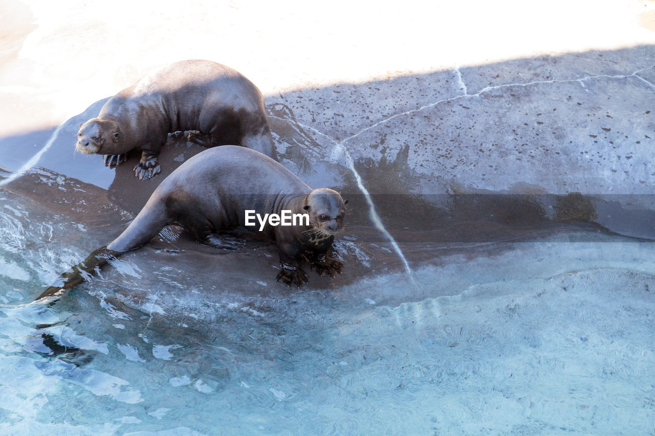 VIEW OF ELEPHANT IN SEA