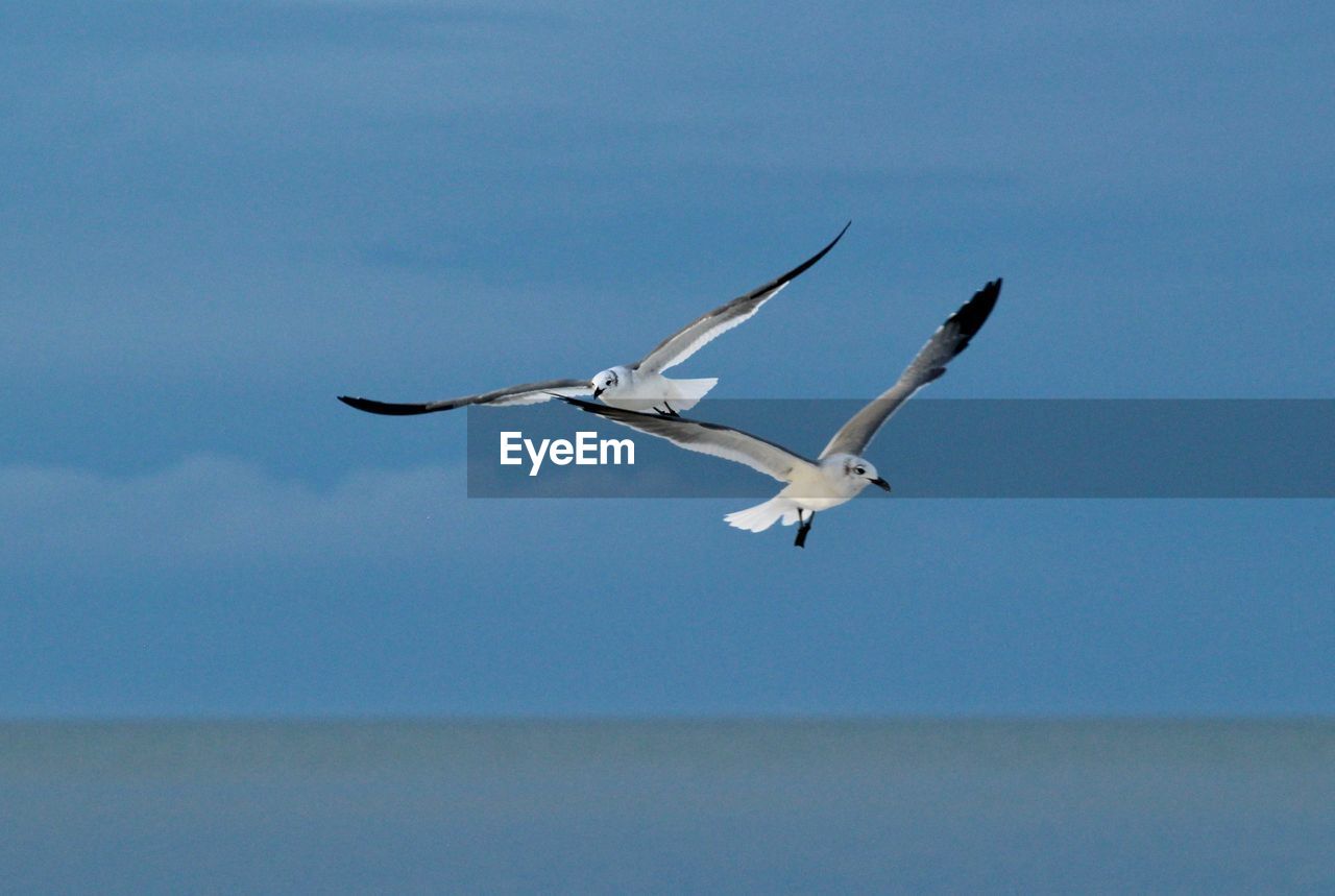 LOW ANGLE VIEW OF SEAGULLS FLYING