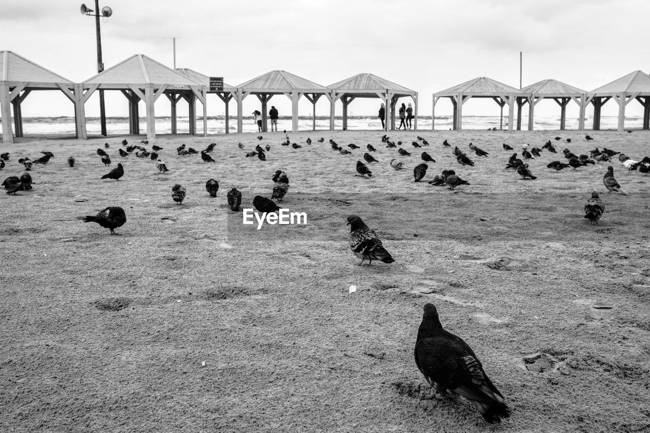 BIRDS PERCHING ON BEACH