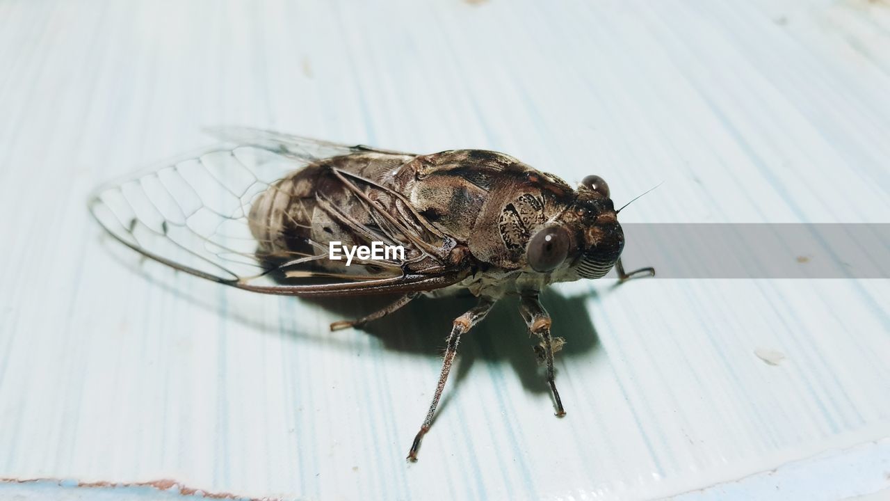 HIGH ANGLE VIEW OF FLY ON A TABLE