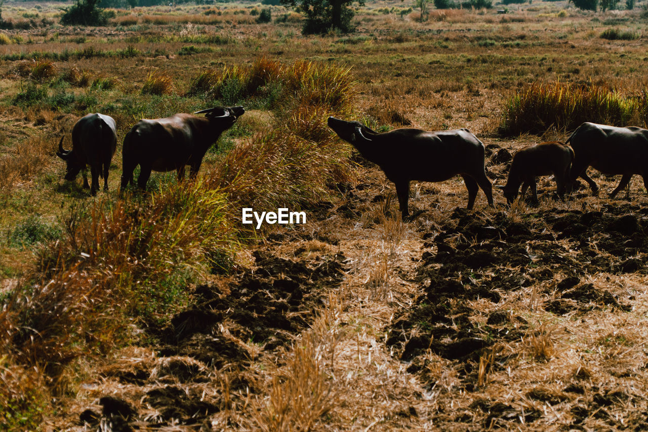 HORSES GRAZING ON FIELD