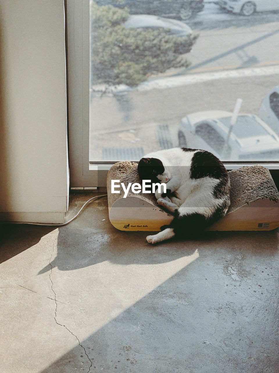 white, day, no people, mammal, animal, pet, carnivore, animal themes, black, relaxation, domestic animals, one animal, indoors, cat, footwear, floor, flooring, shoe, nature, window, dog, art