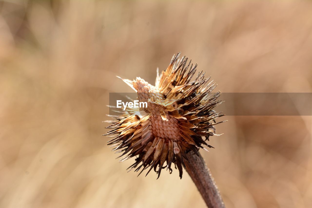 plant, flower, close-up, nature, macro photography, beauty in nature, dry, focus on foreground, no people, thorns, spines, and prickles, outdoors, branch, sunlight, environment, brown, freshness, flowering plant, land, plant stem, macro, day, food and drink, leaf, food, animal, animal themes, animal wildlife, landscape, fragility, tranquility, growth, thistle, selective focus, copy space, tree, seed, dead plant, insect