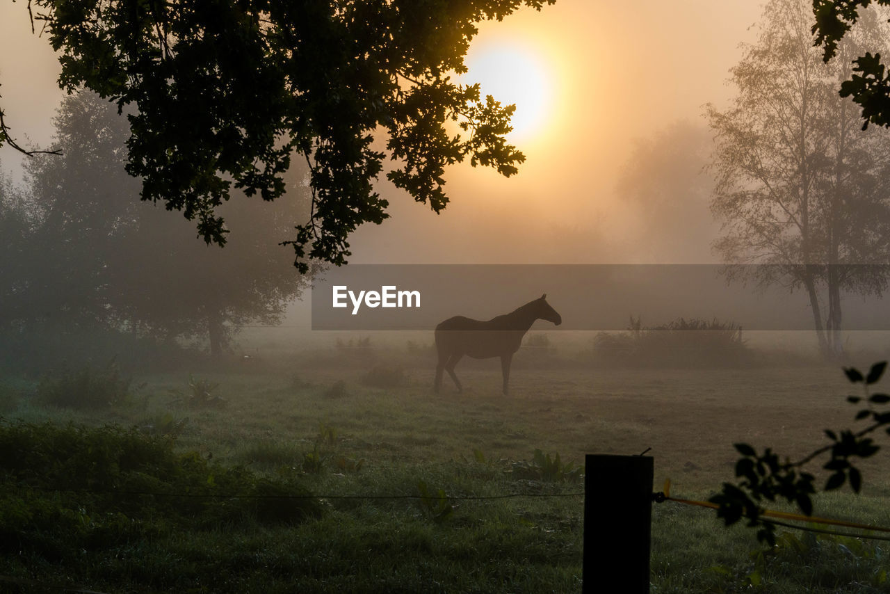 View of a horse on field during sunset