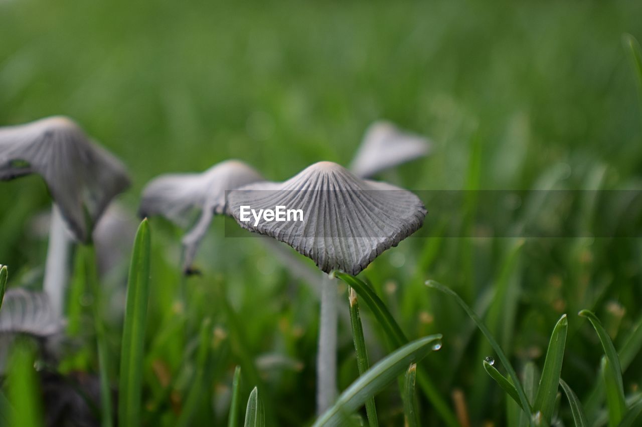 Incredible close-up of mushrooms growing in yard. wild ink cap mushrooms in grass in utah, usa.