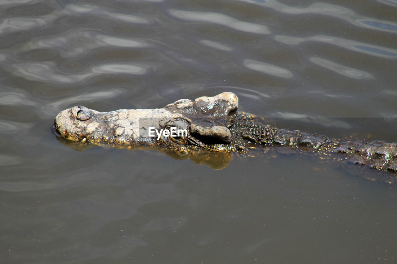 High angle view of turtle swimming in water