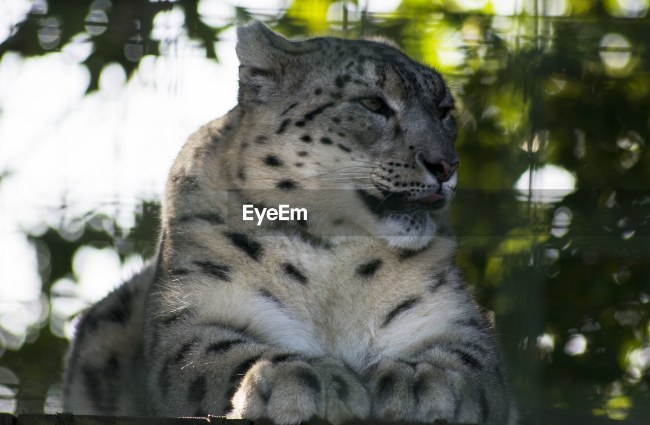 CLOSE-UP OF A CAT LOOKING AWAY OUTDOORS