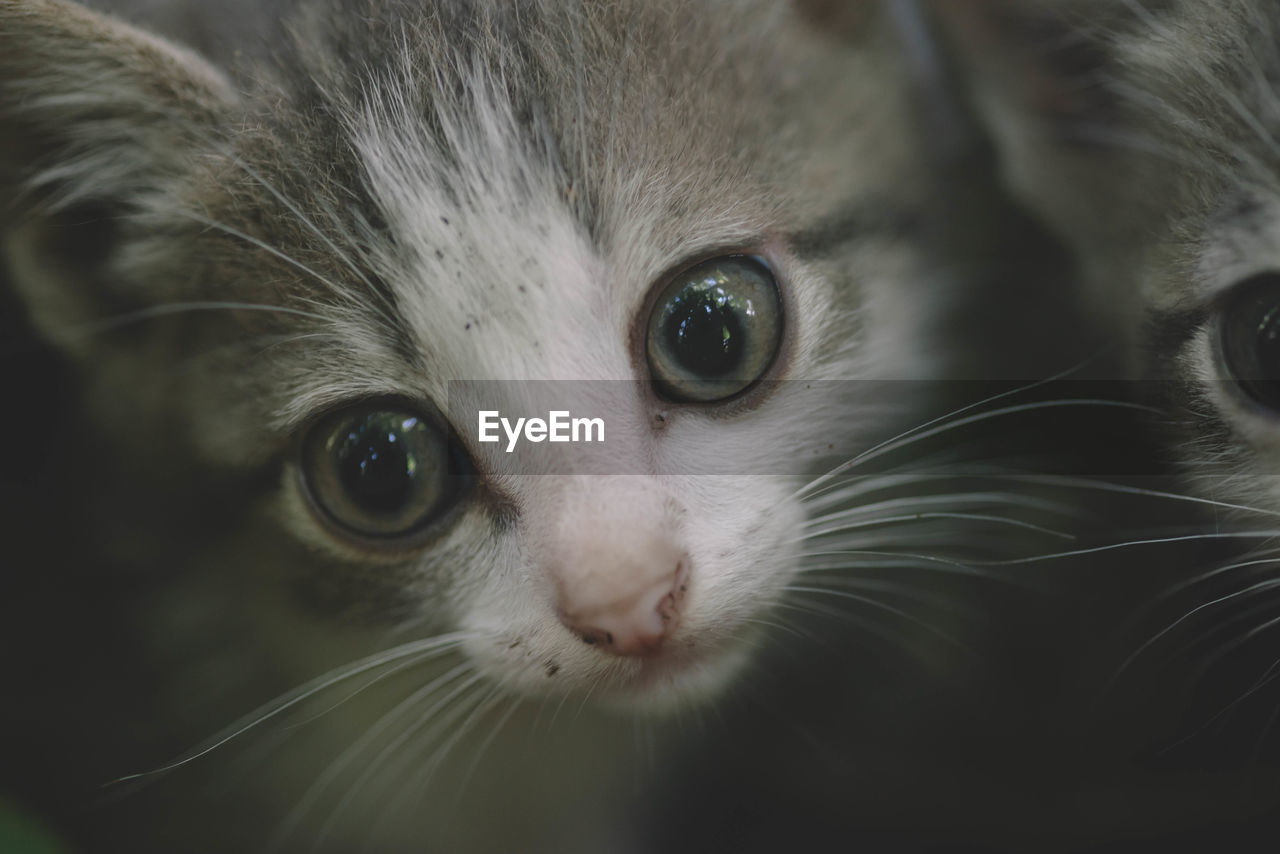 CLOSE-UP PORTRAIT OF CAT WITH KITTEN