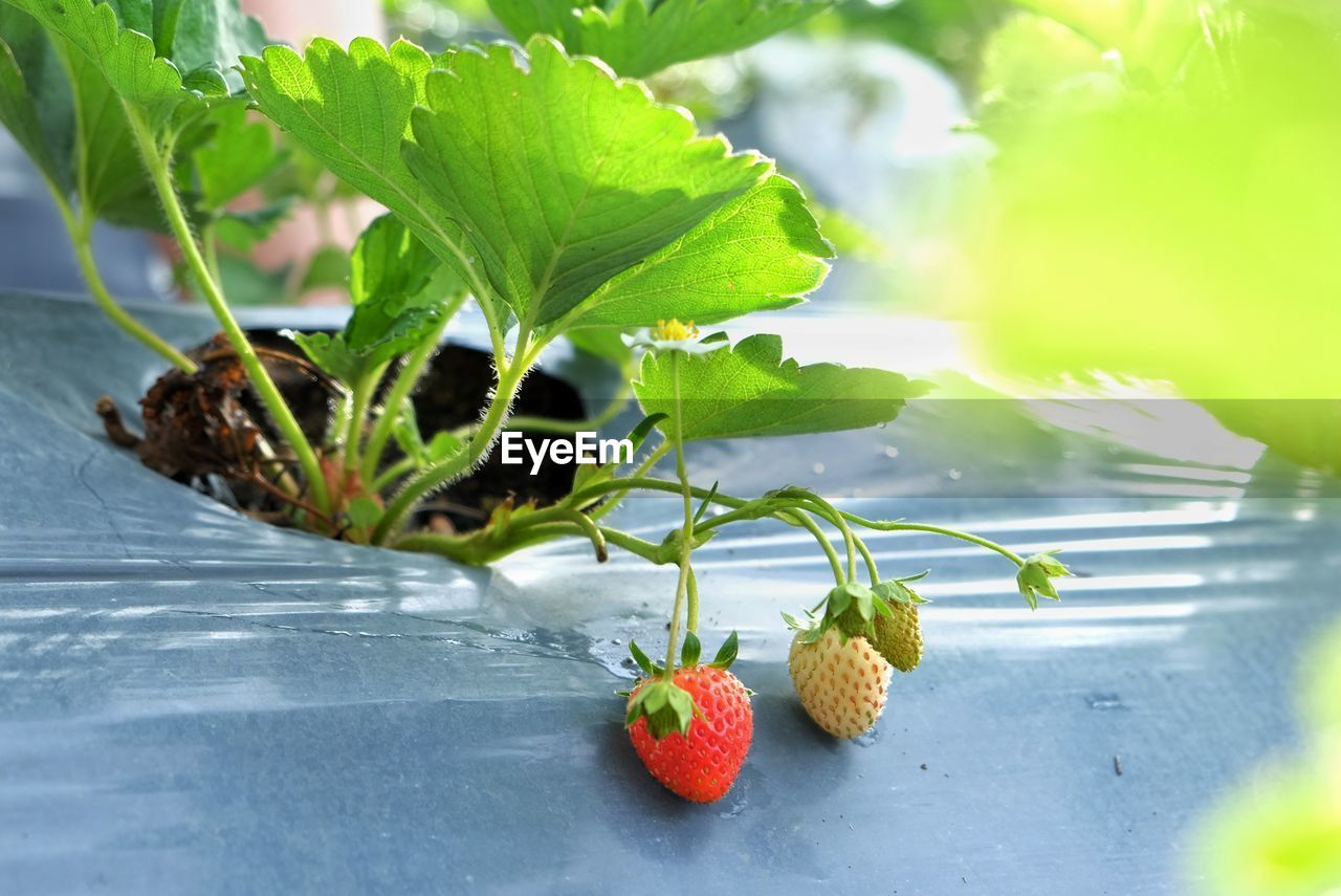 Strawberry plant